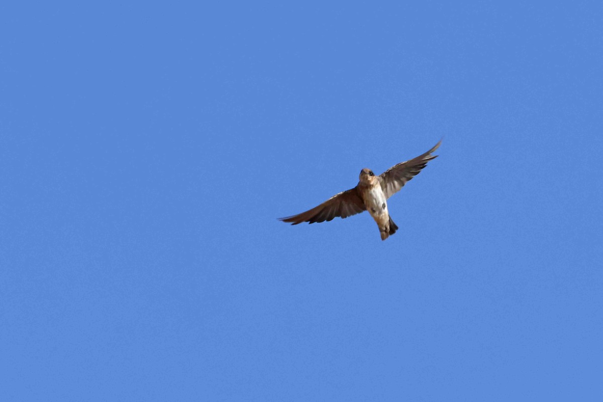 Cave Swallow (Texas) - ML623004298