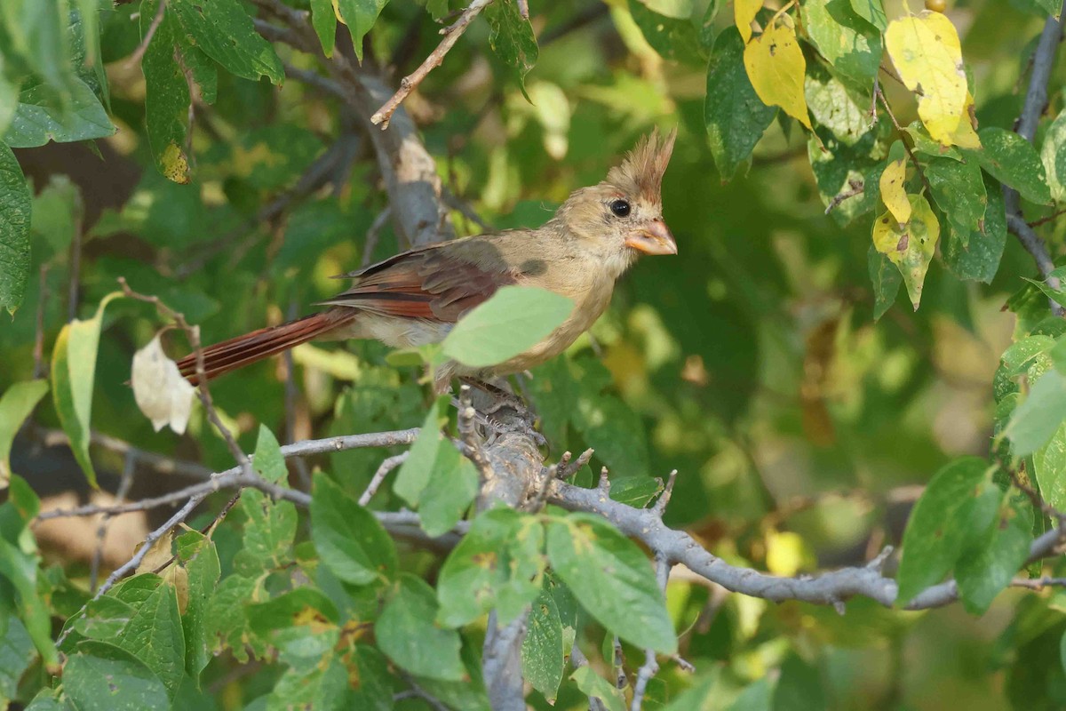 rødkardinal (cardinalis gr.) - ML623004313