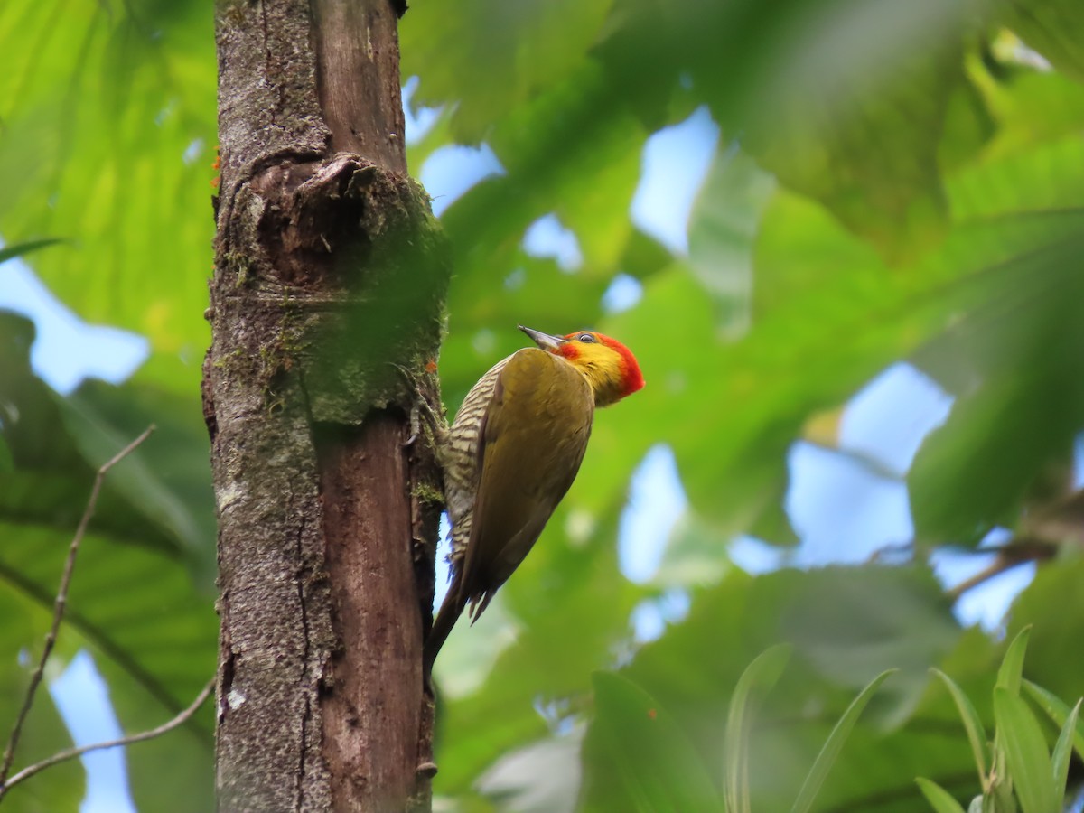 Yellow-throated Woodpecker - Katherine Holland