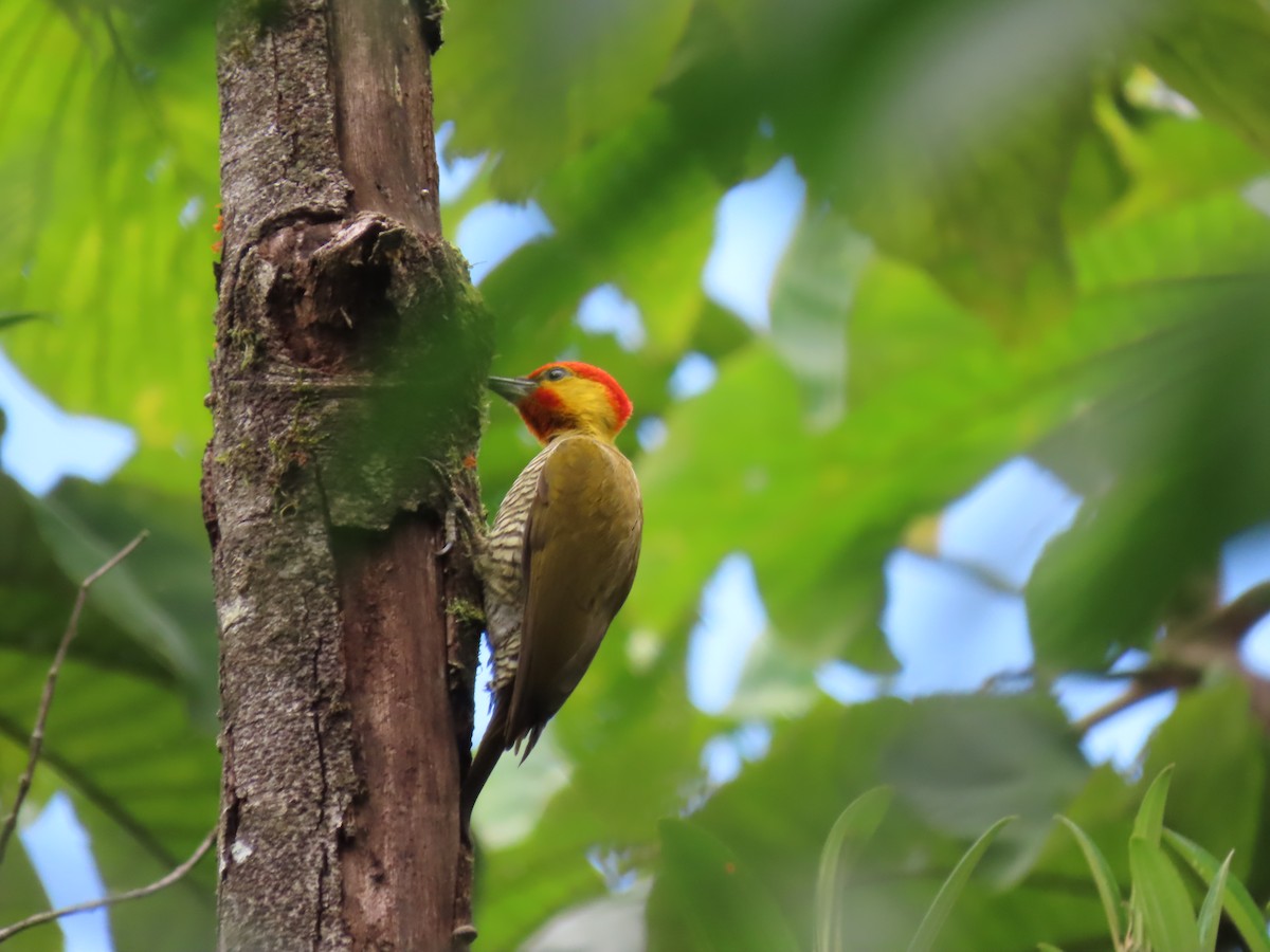 Yellow-throated Woodpecker - ML623004370