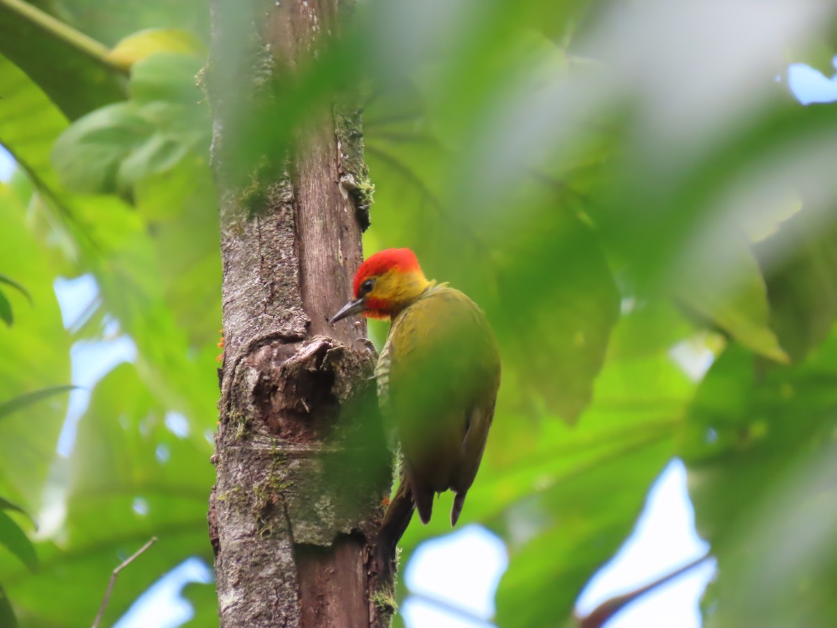 Yellow-throated Woodpecker - ML623004377