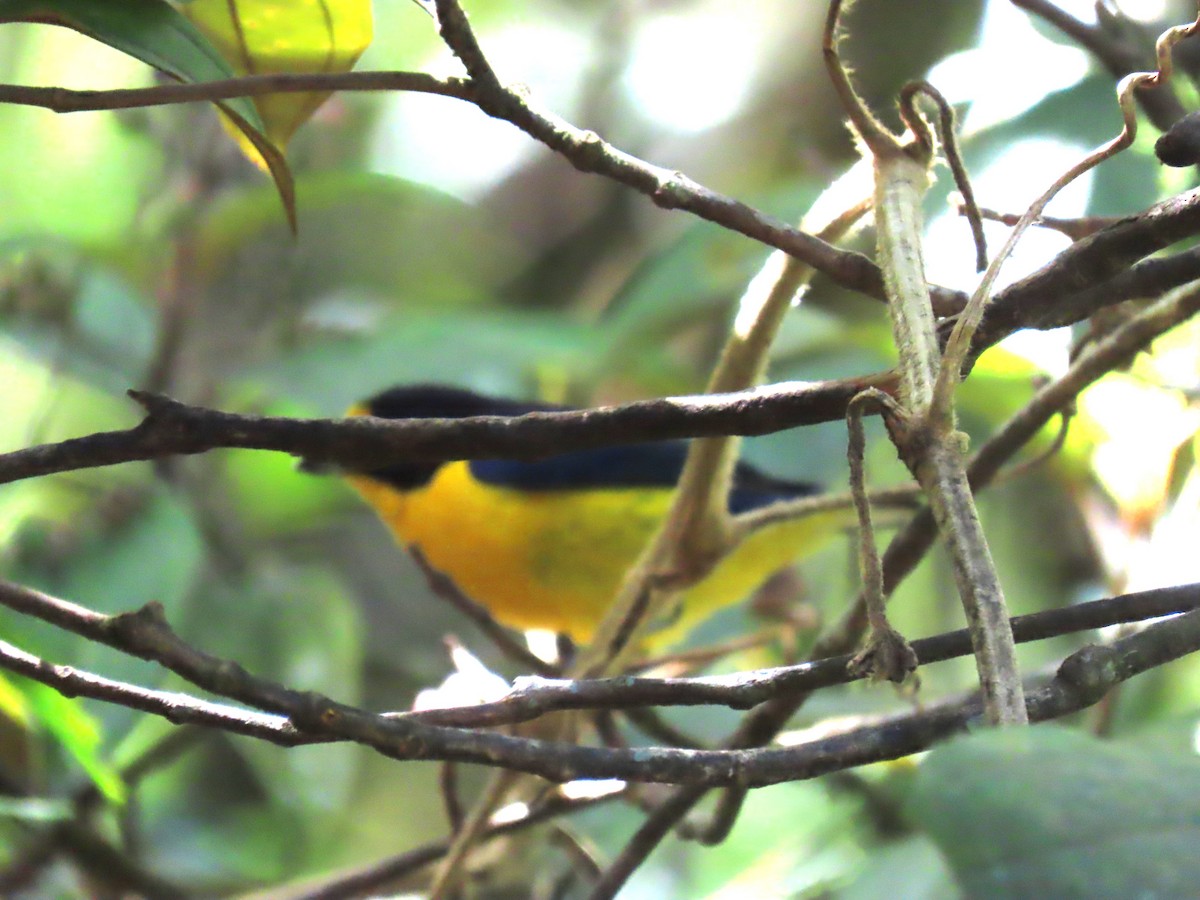 Violaceous Euphonia - ML623004393