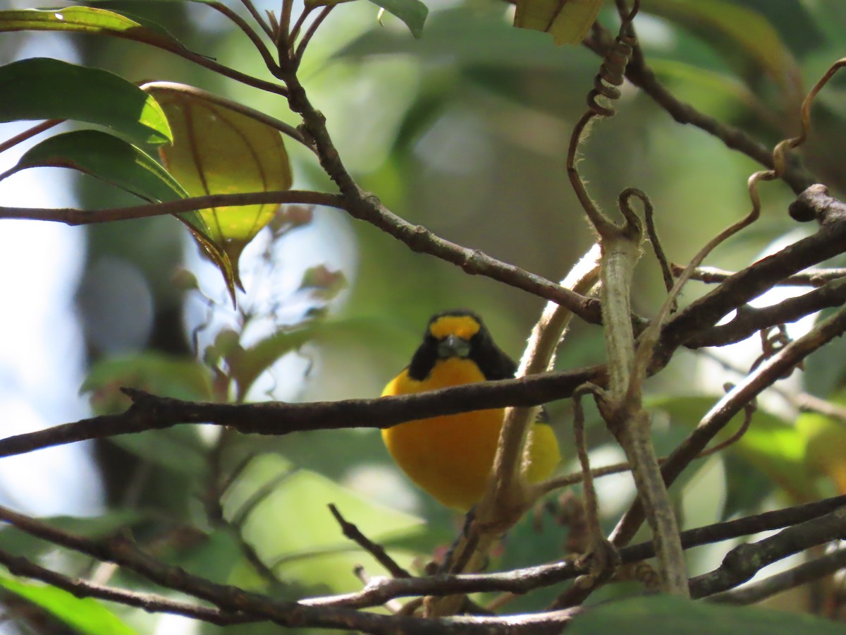 Violaceous Euphonia - Katherine Holland