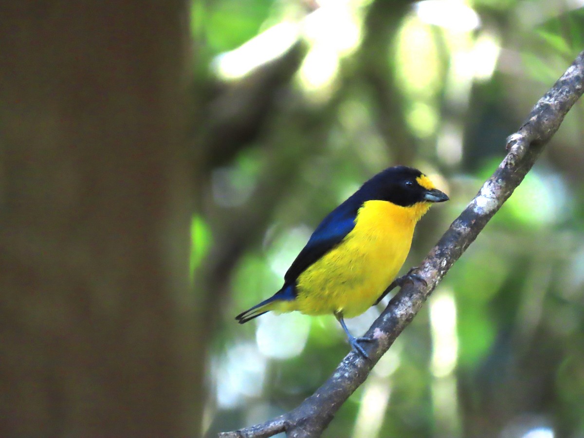 Violaceous Euphonia - Katherine Holland