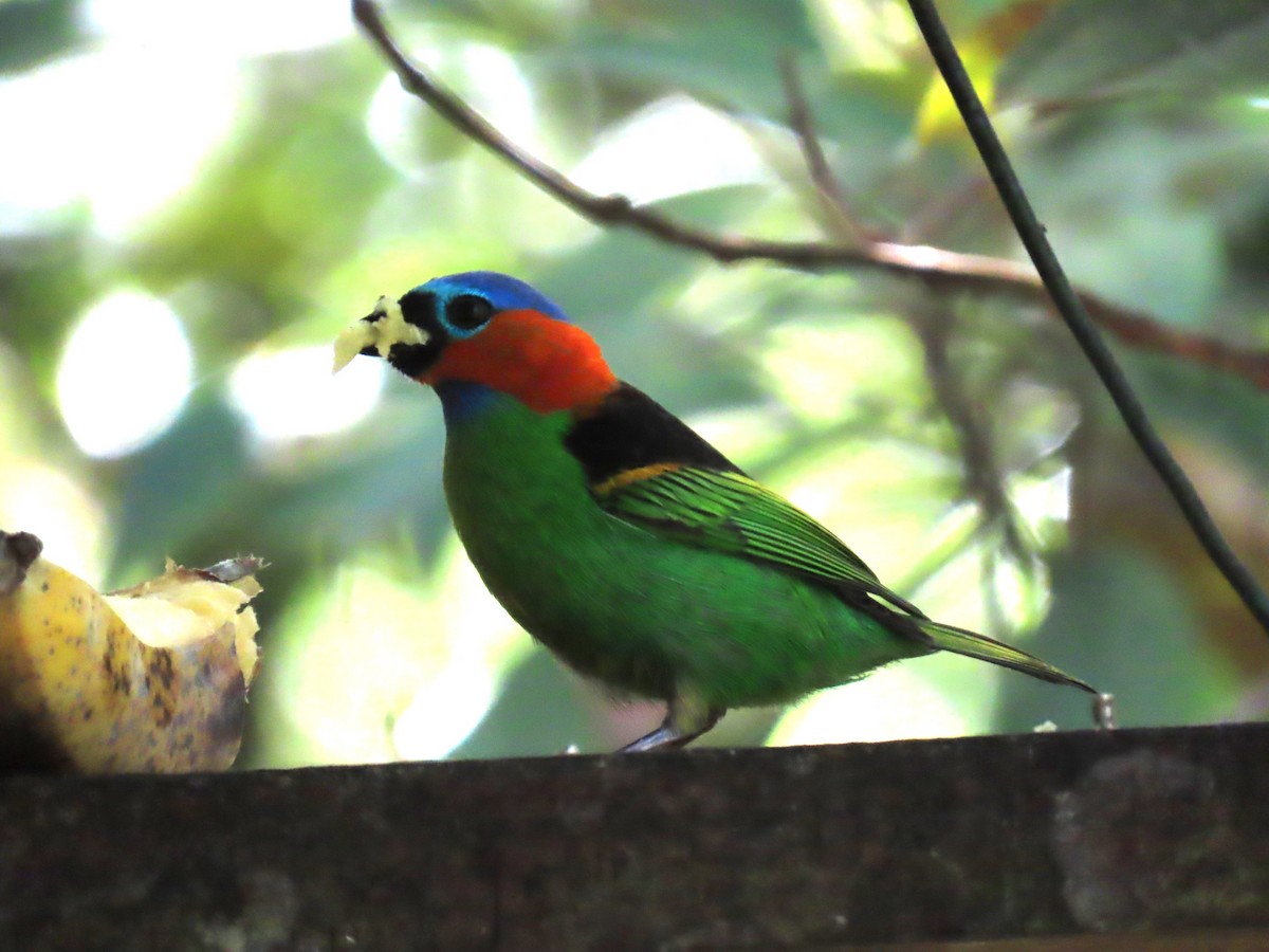 Red-necked Tanager - ML623004419