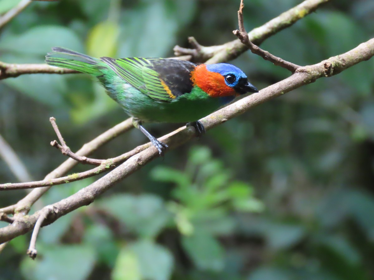 Red-necked Tanager - ML623004446