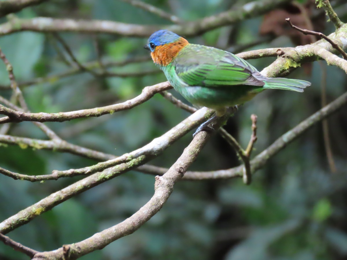 Red-necked Tanager - ML623004450