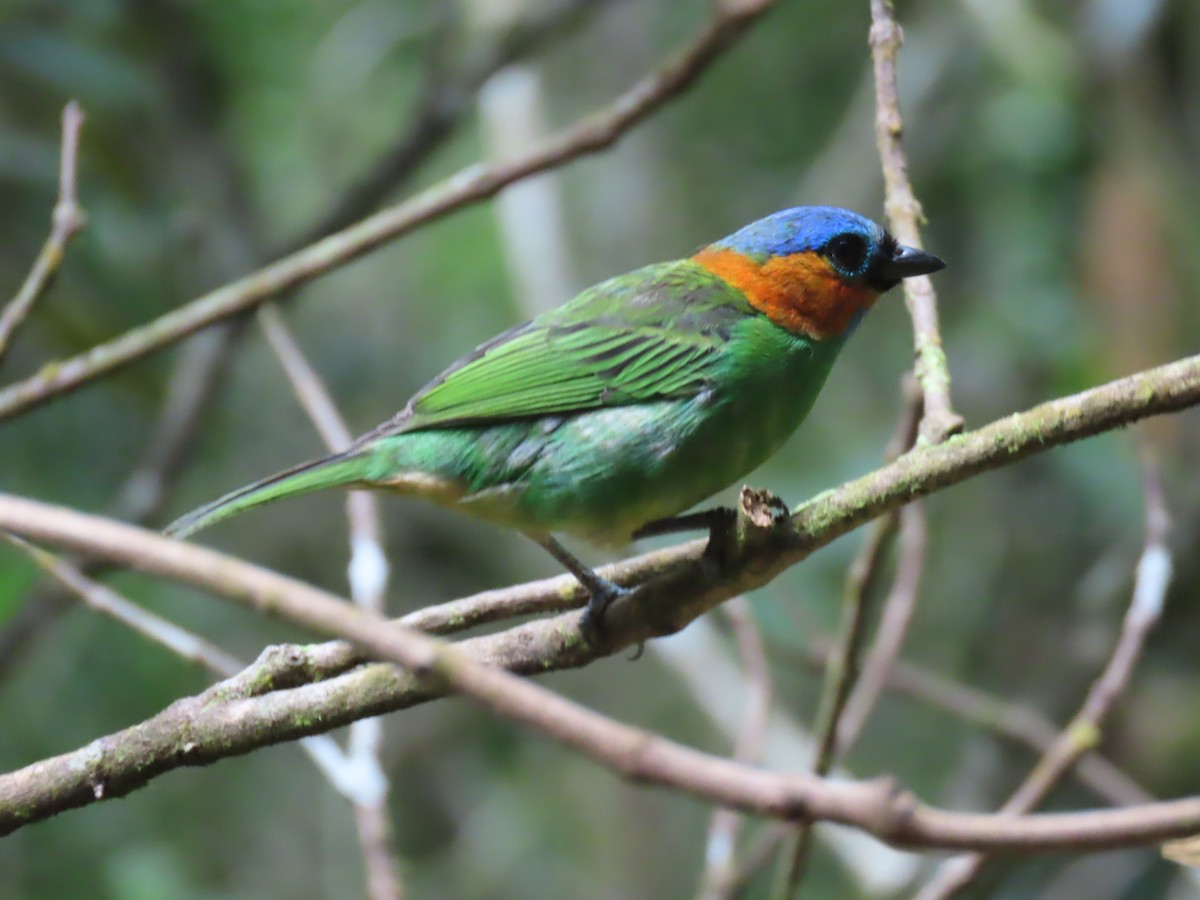 Red-necked Tanager - ML623004456