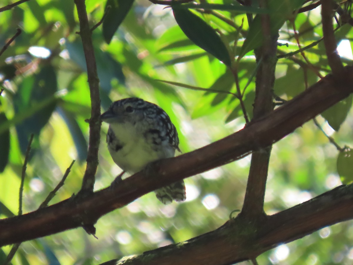 Swallow-tailed Manakin - ML623004477