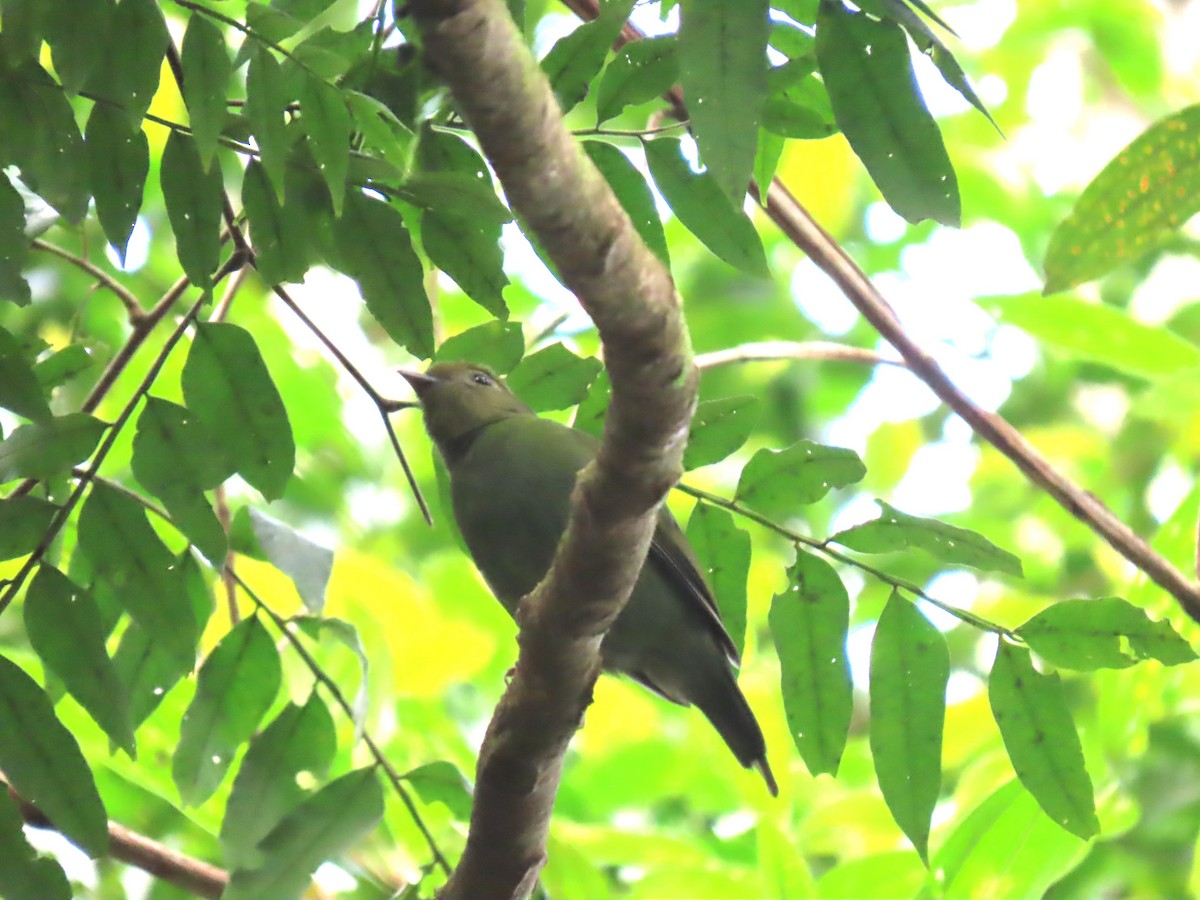 Swallow-tailed Manakin - ML623004484