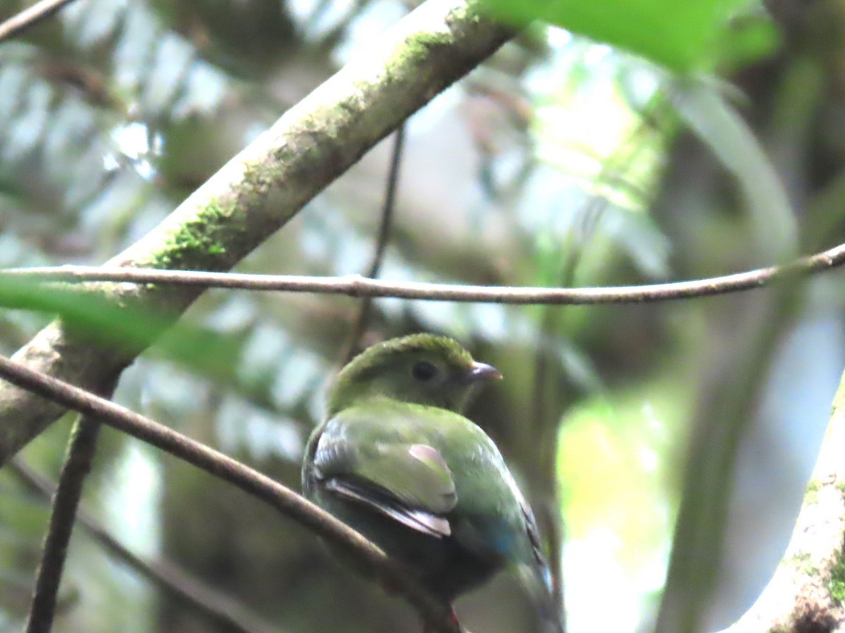 Swallow-tailed Manakin - ML623004489