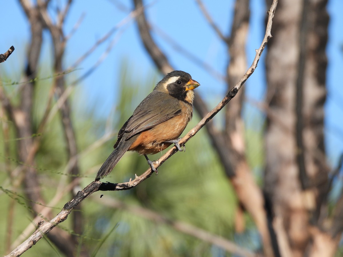 Golden-billed Saltator - ML623004539