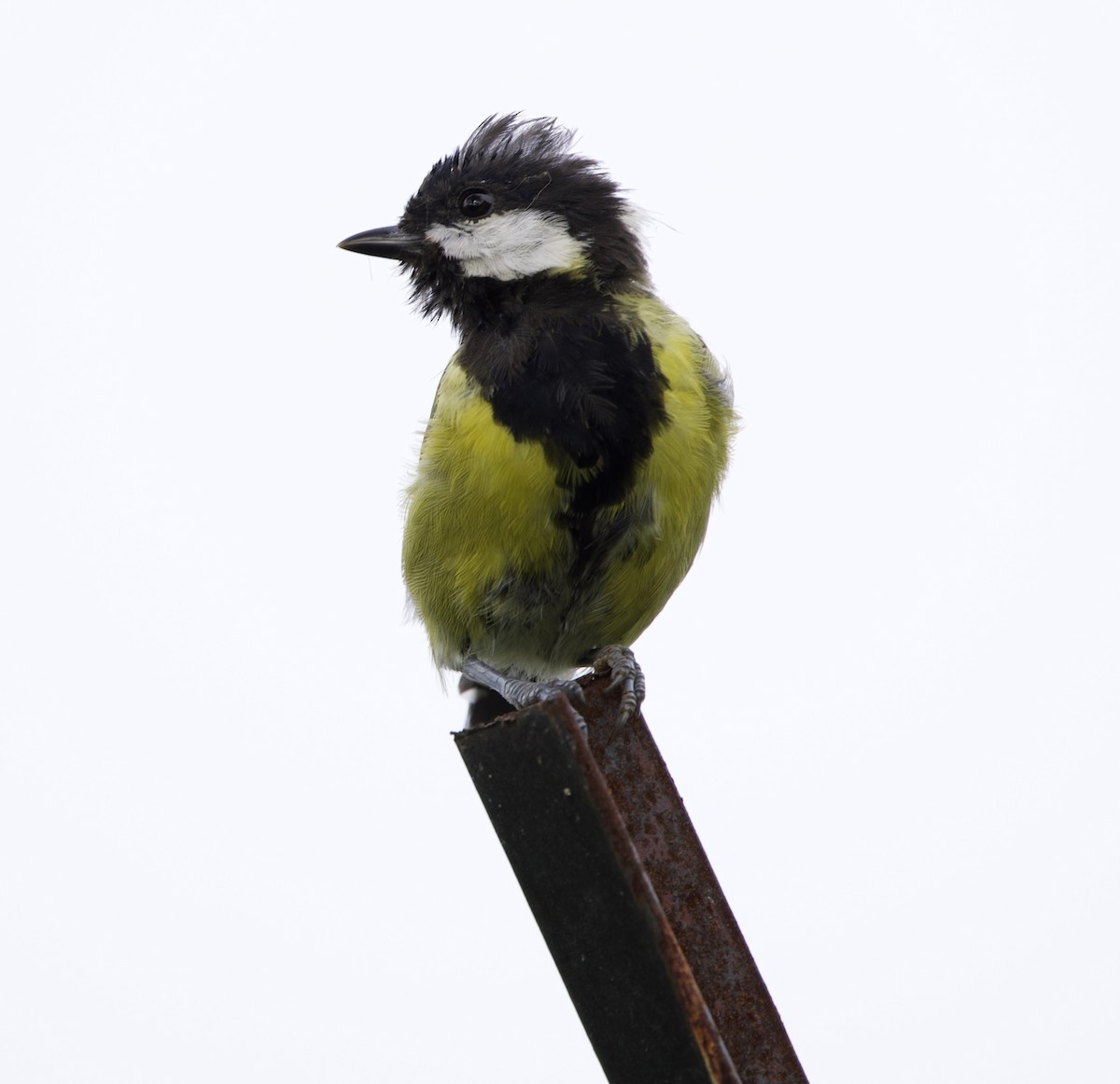 Green-backed Tit - ML623004543