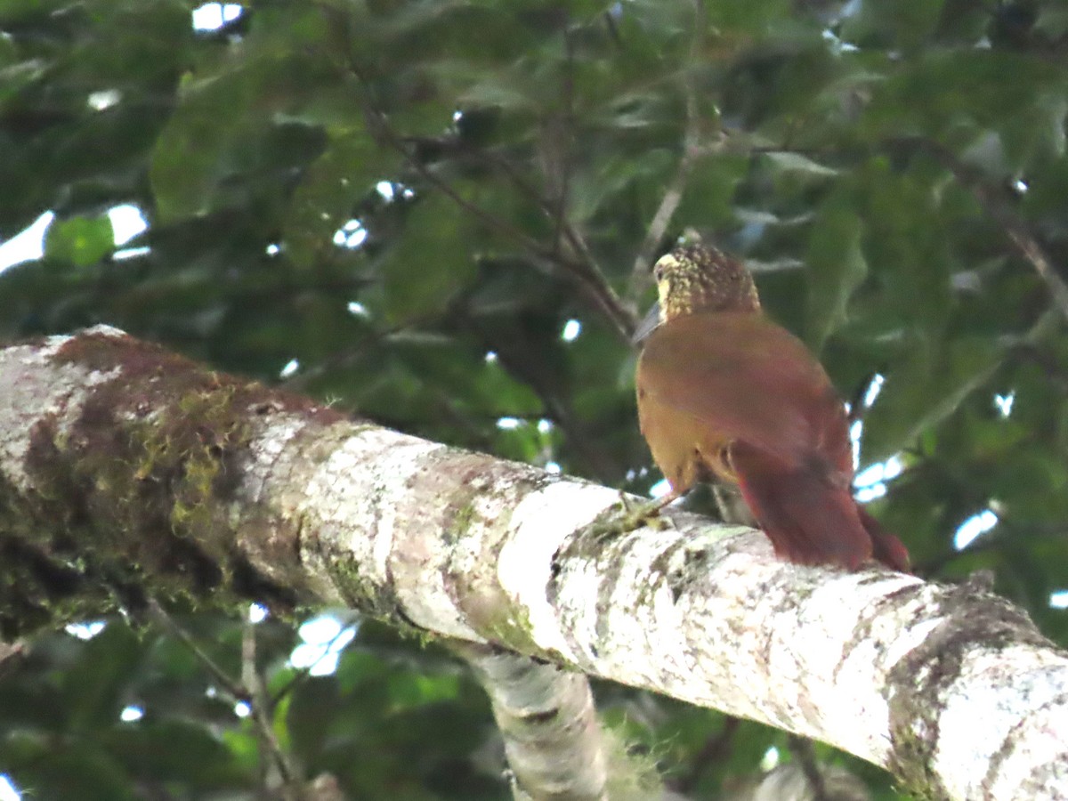 White-throated Woodcreeper - ML623004546