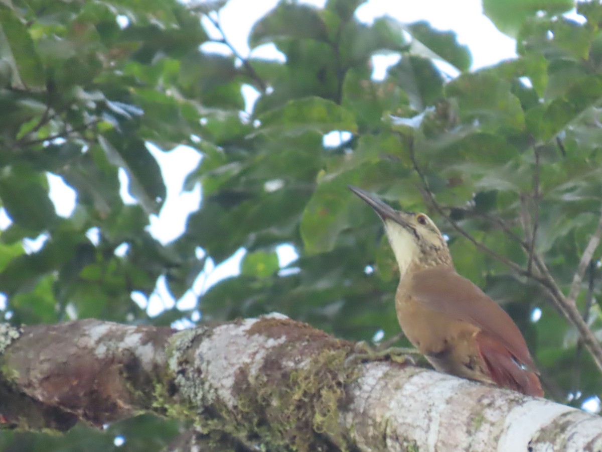 White-throated Woodcreeper - ML623004549