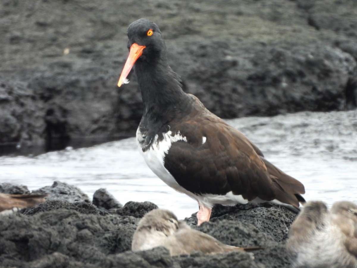 American Oystercatcher - ML623004550