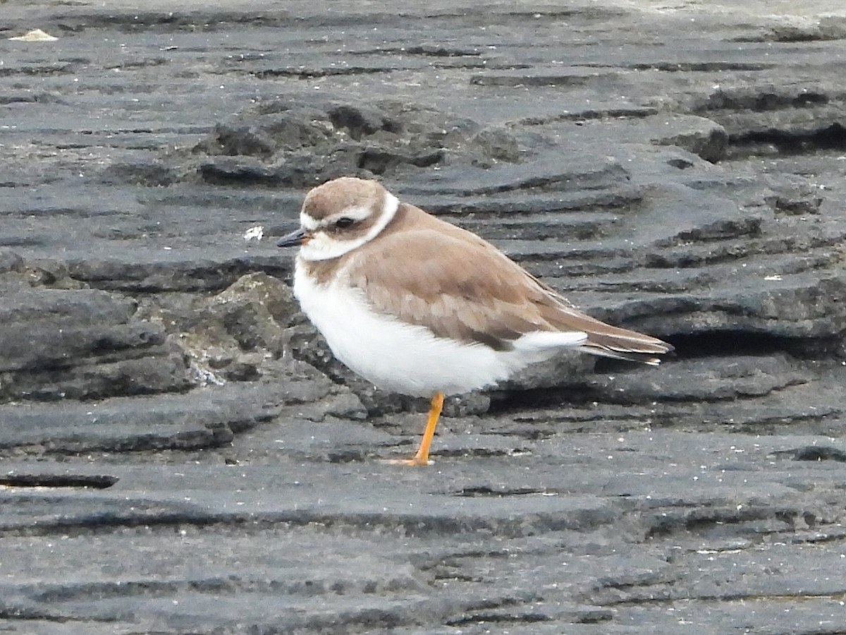 Semipalmated Plover - ML623004558