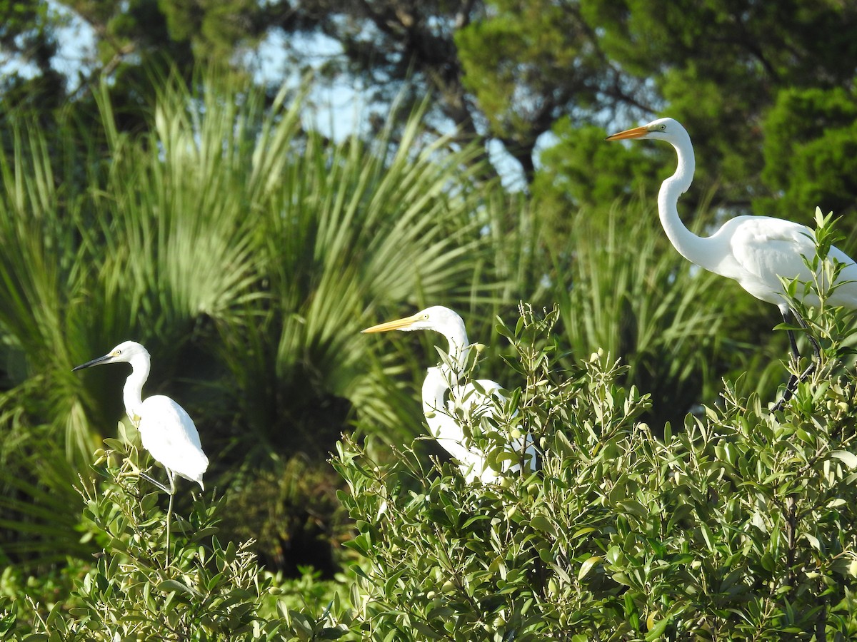 Great Egret - ML623004559