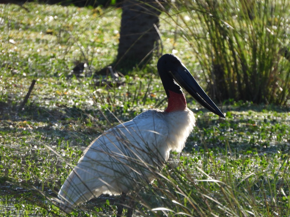 Jabiru - ML623004560