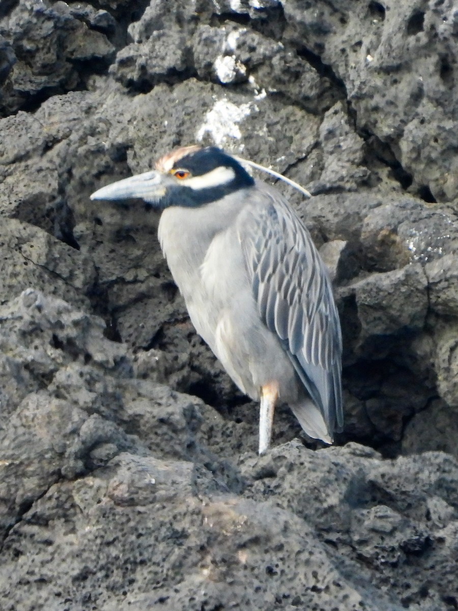 Yellow-crowned Night Heron - ML623004586