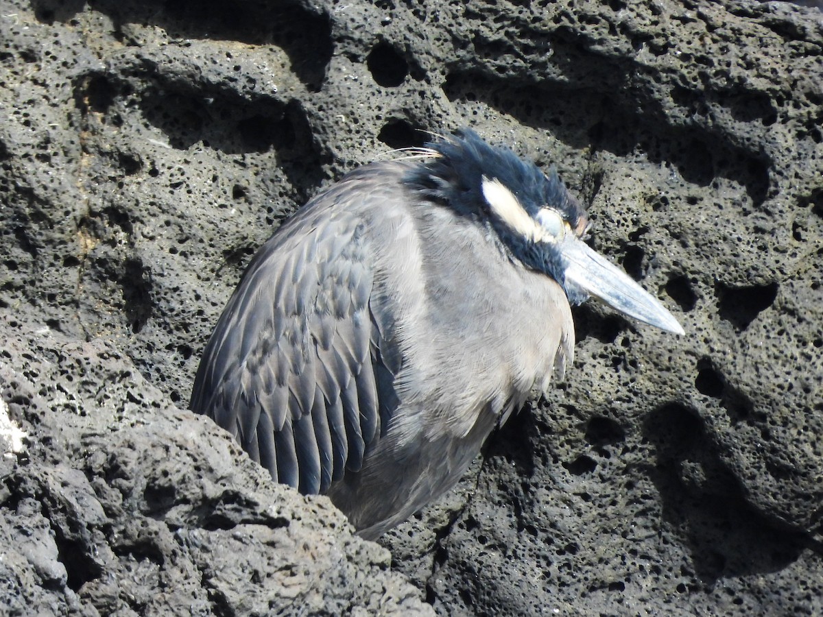 Yellow-crowned Night Heron - ML623004588