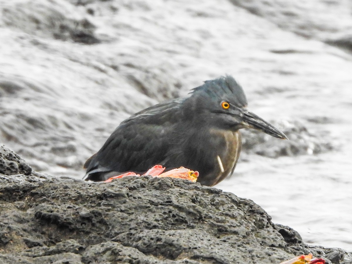 Striated Heron (Galapagos) - ML623004594