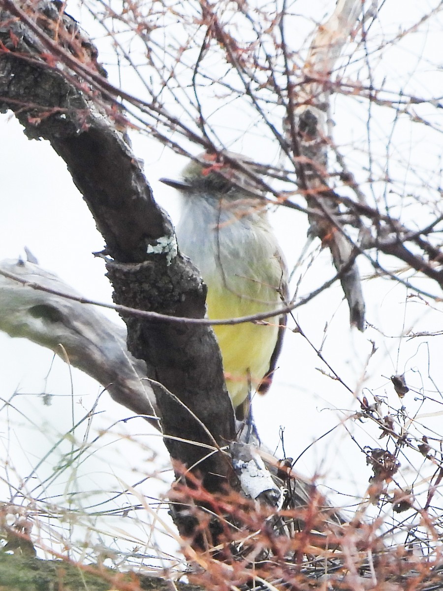 Galapagos Flycatcher - ML623004601