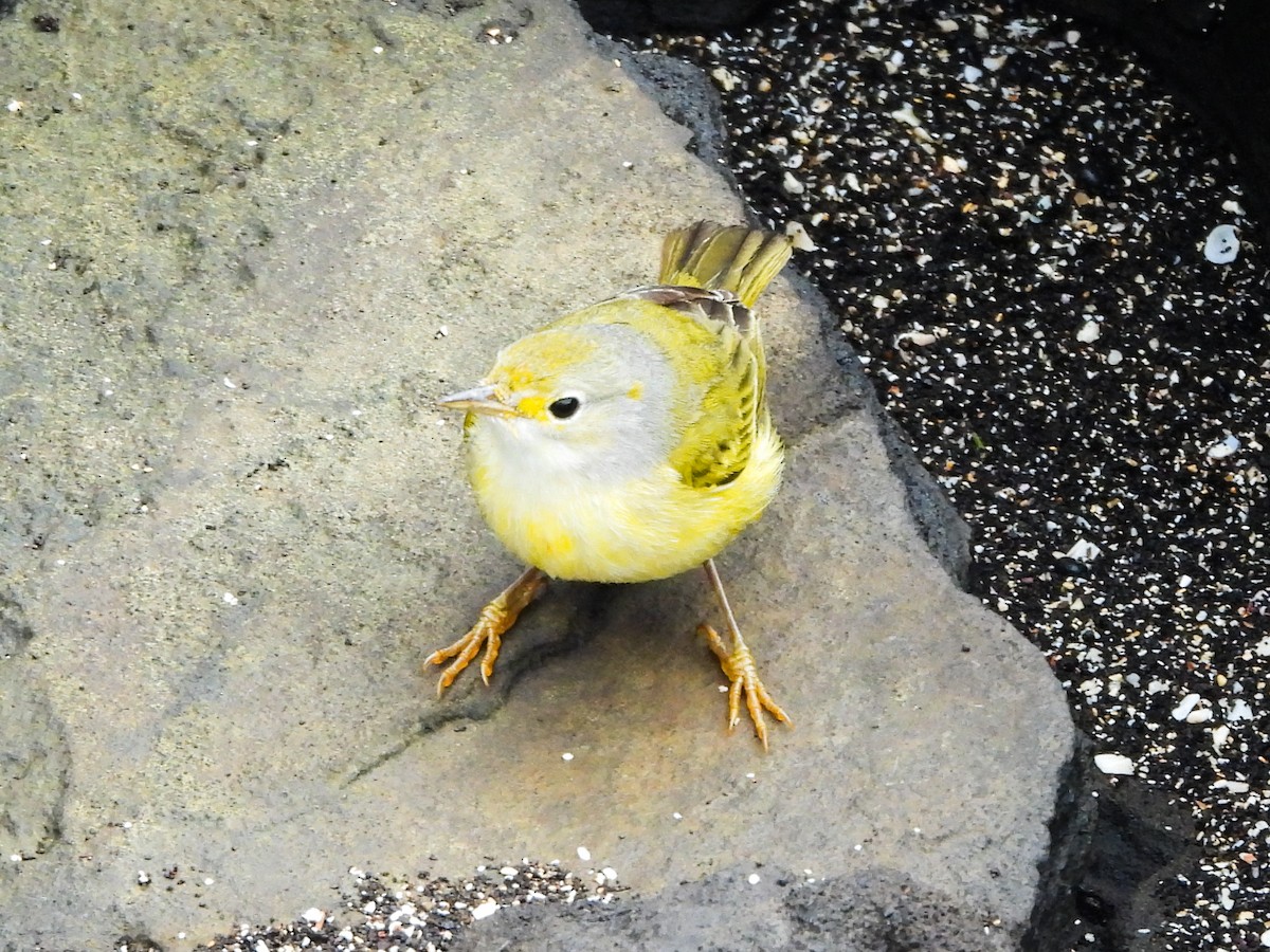 Yellow Warbler - ML623004631