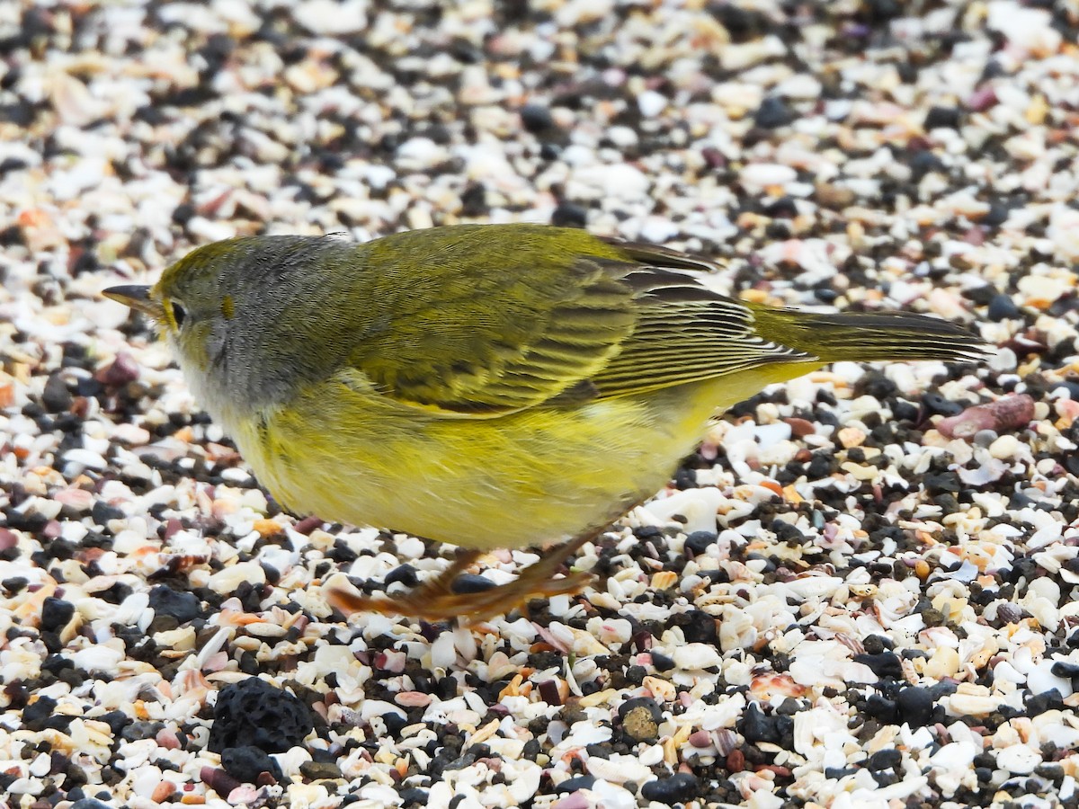 Yellow Warbler - ML623004632