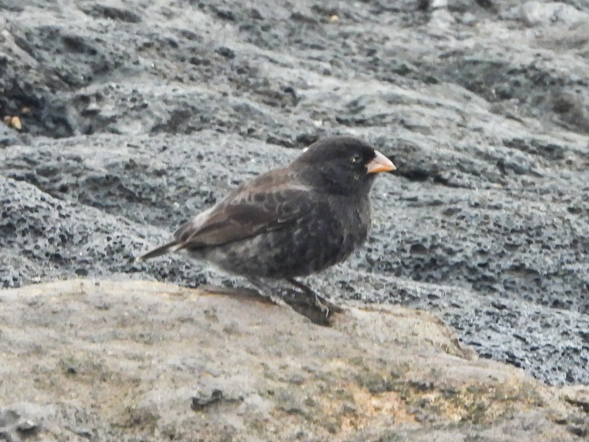 galapagos finch sp. - ML623004647