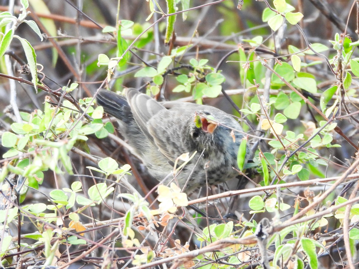 galapagos finch sp. - ML623004648