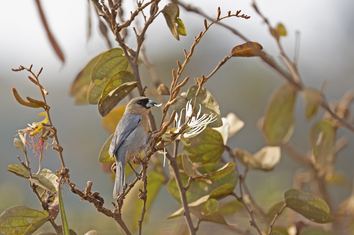 Cinnamon Tanager - Neil Earnest