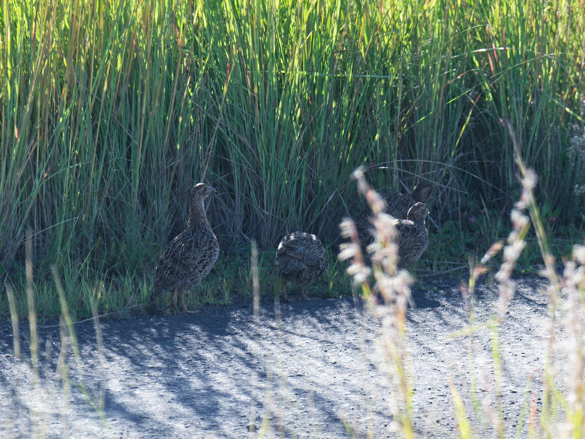 Gray-winged Francolin - ML623004666