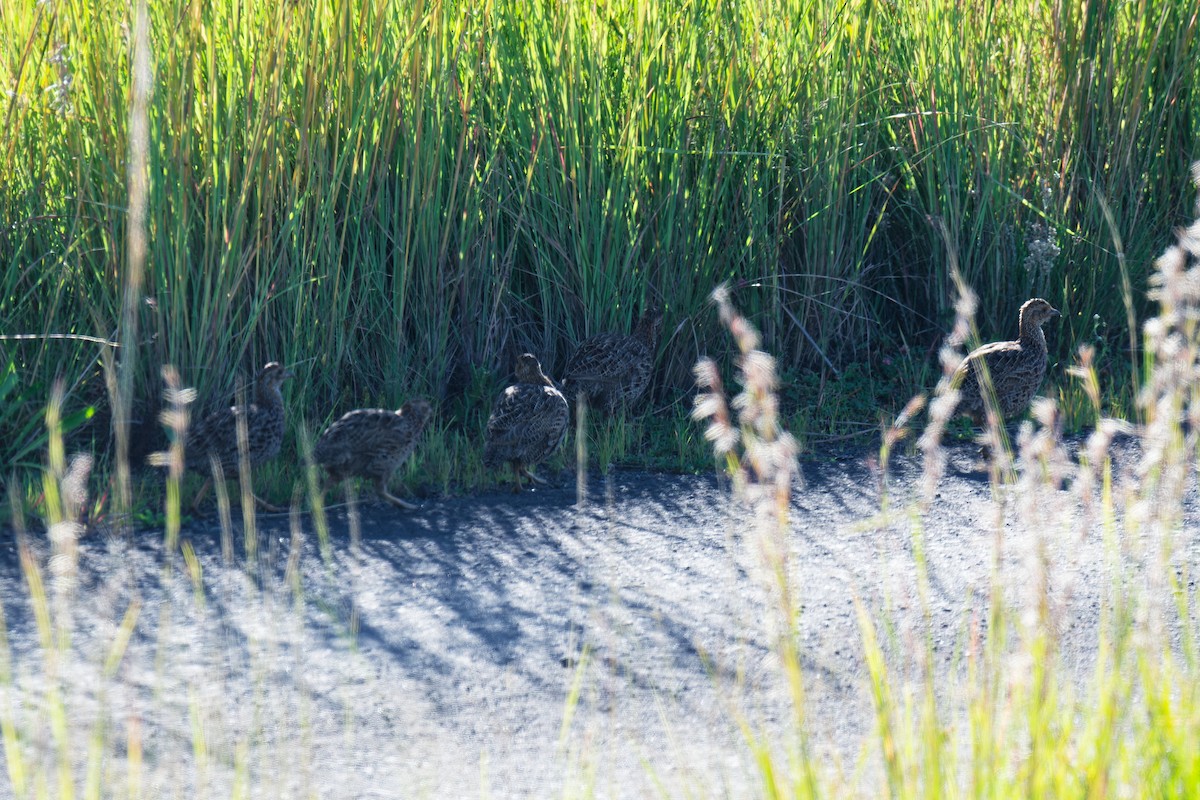 Gray-winged Francolin - ML623004667