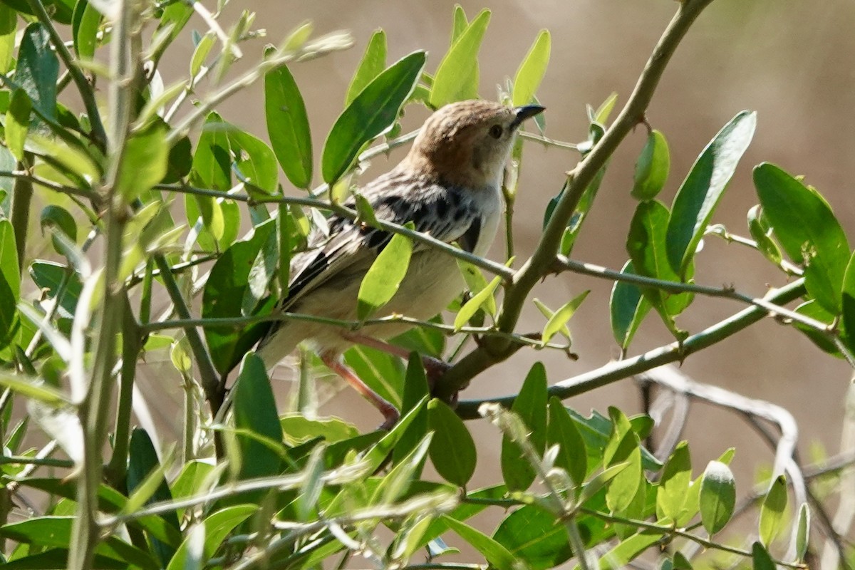 Stout Cisticola - ML623004716