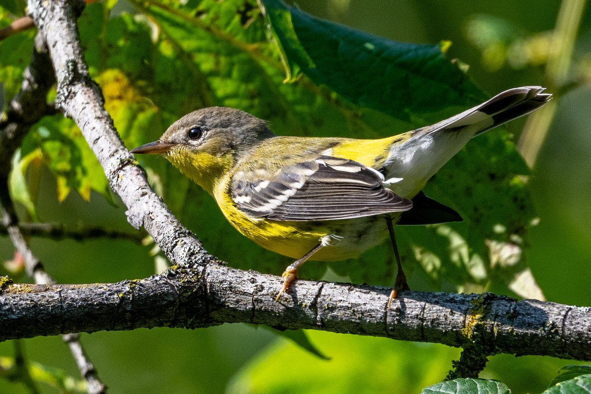 Magnolia Warbler - ML623004743