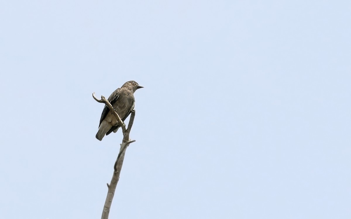 Pompadour Cotinga - ML623004745