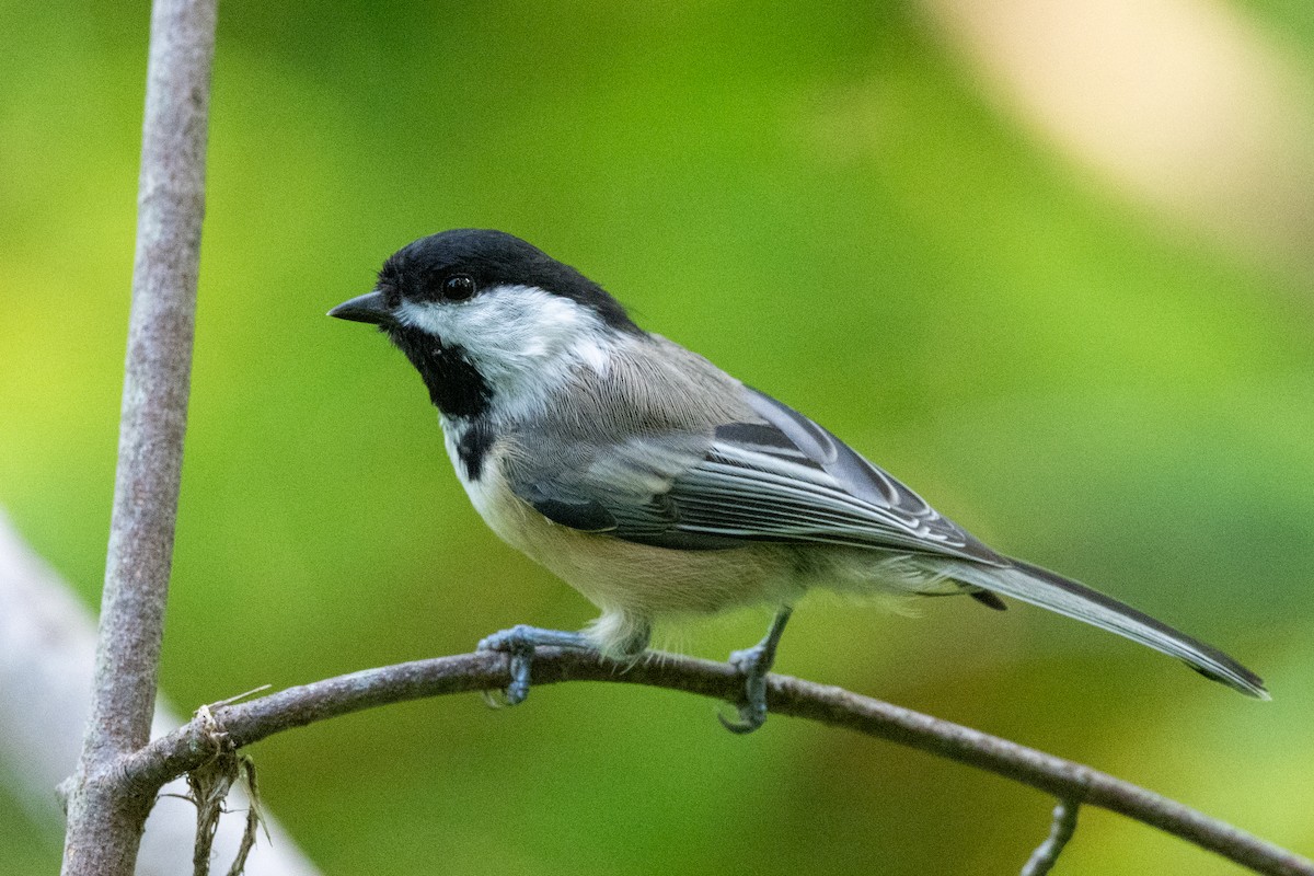 Black-capped Chickadee - Alan Middleton