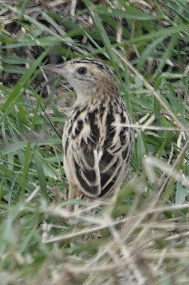 Pectoral-patch Cisticola - ML623004766