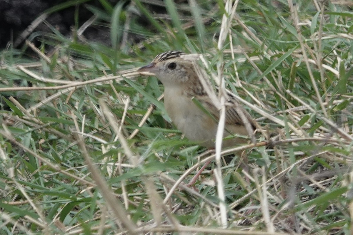 Pectoral-patch Cisticola - Rainer Ruess