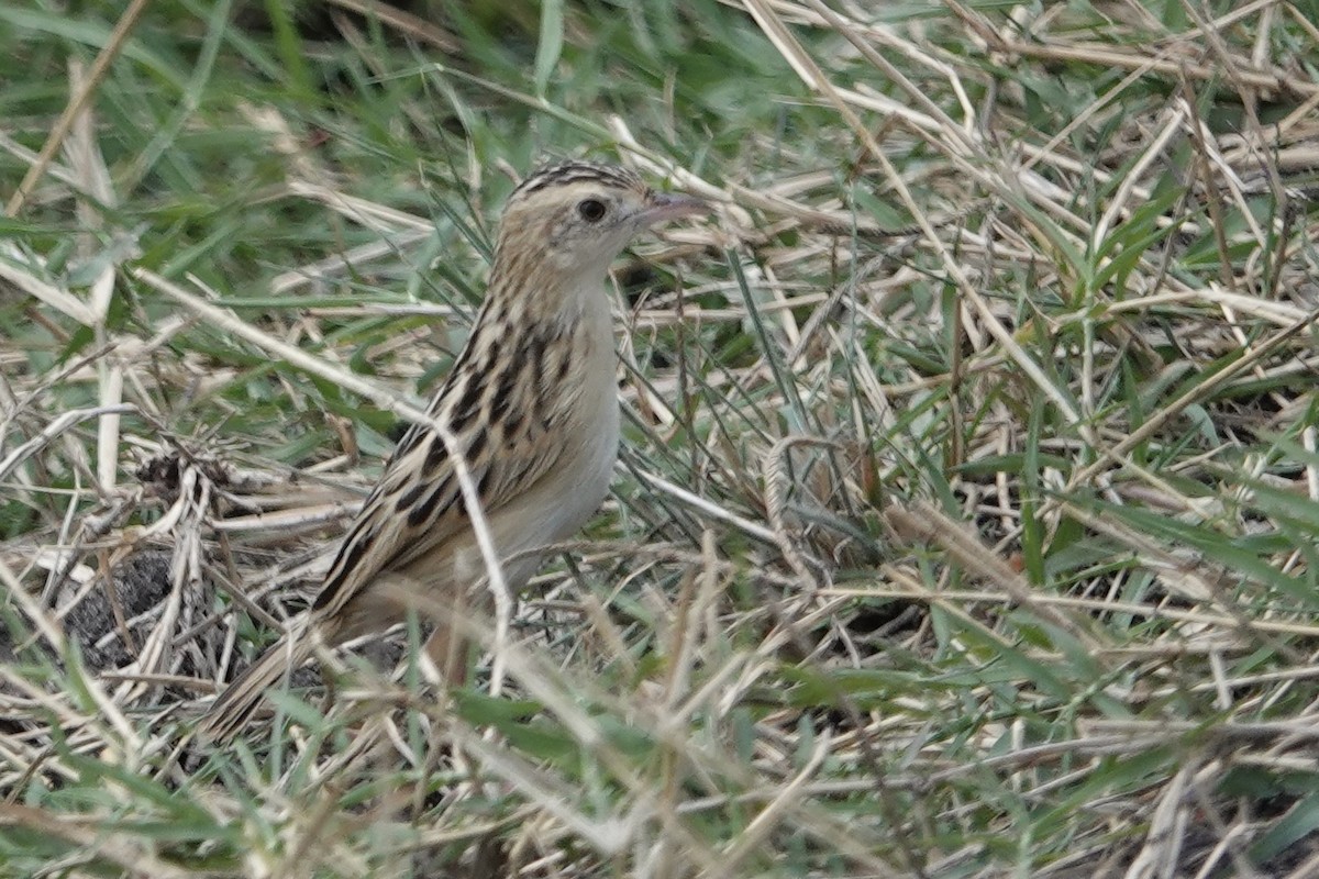 Pectoral-patch Cisticola - ML623004768