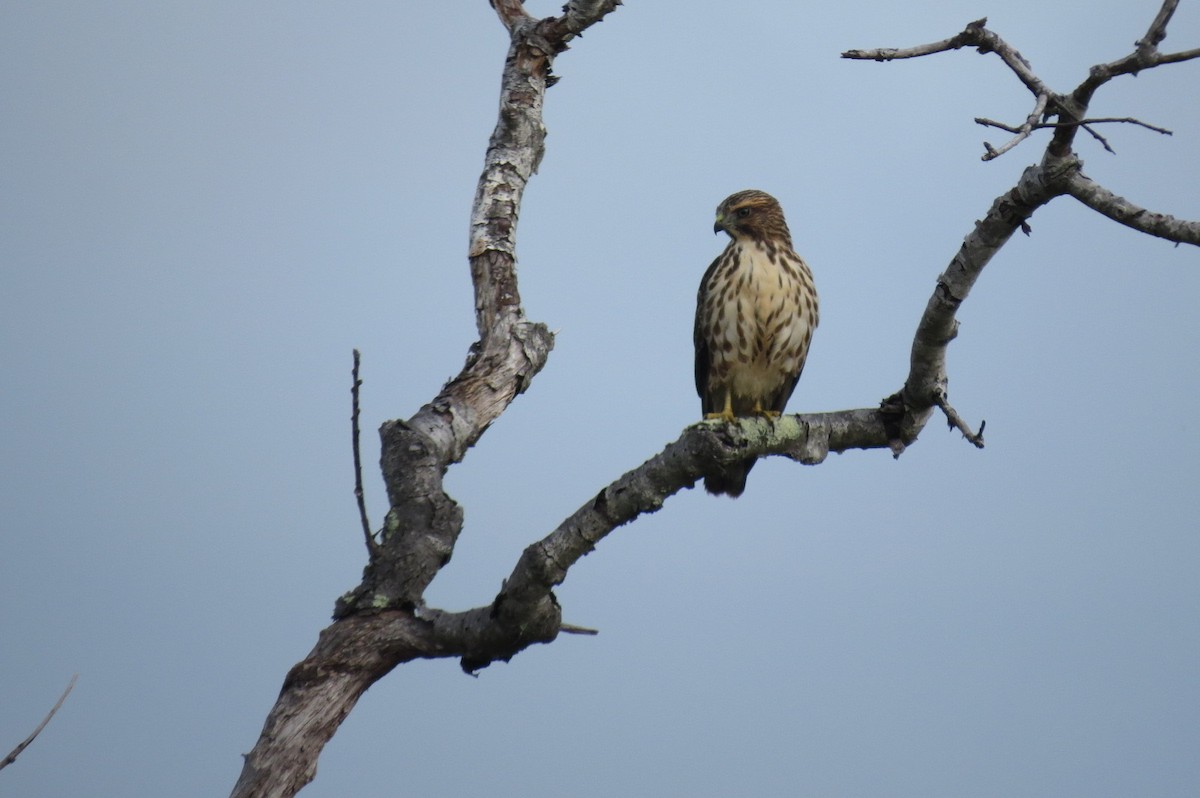 Broad-winged Hawk - ML623004827