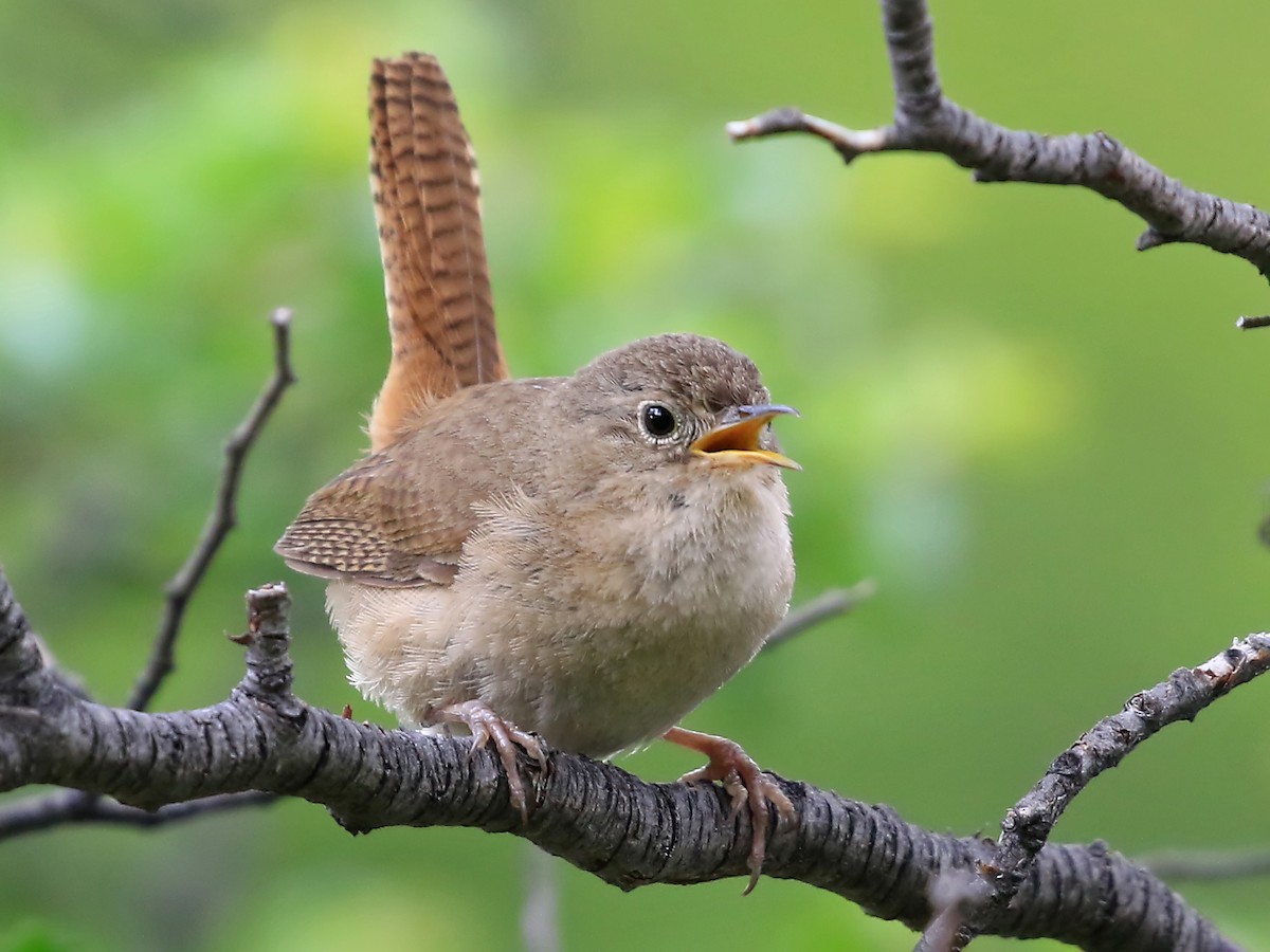 Southern House Wren
