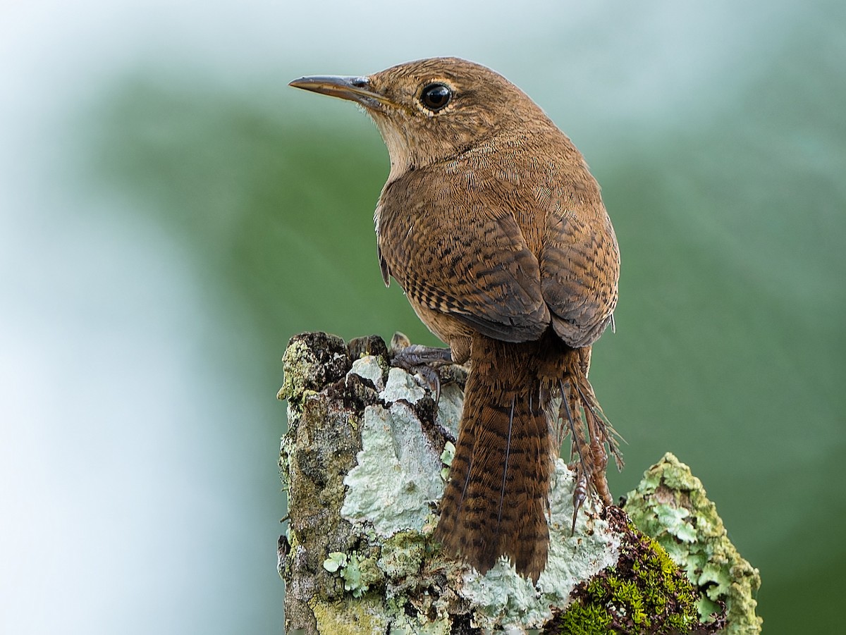 Southern House Wren