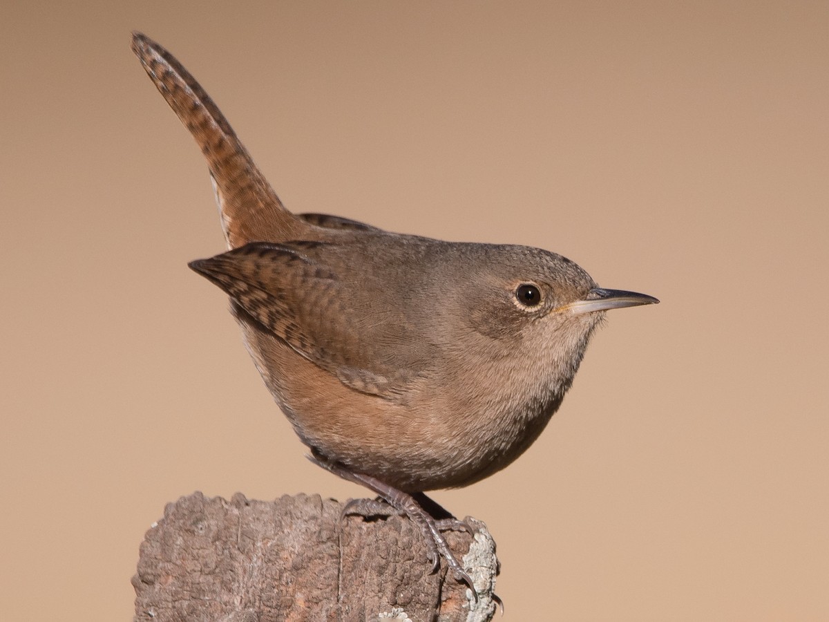 Southern House Wren