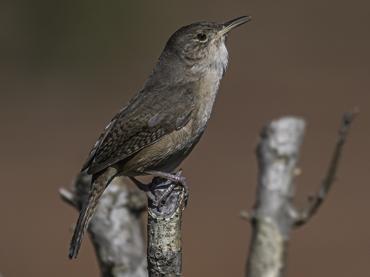 Southern House Wren