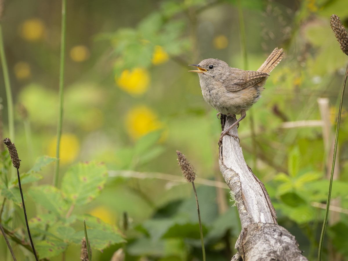 Southern House Wren