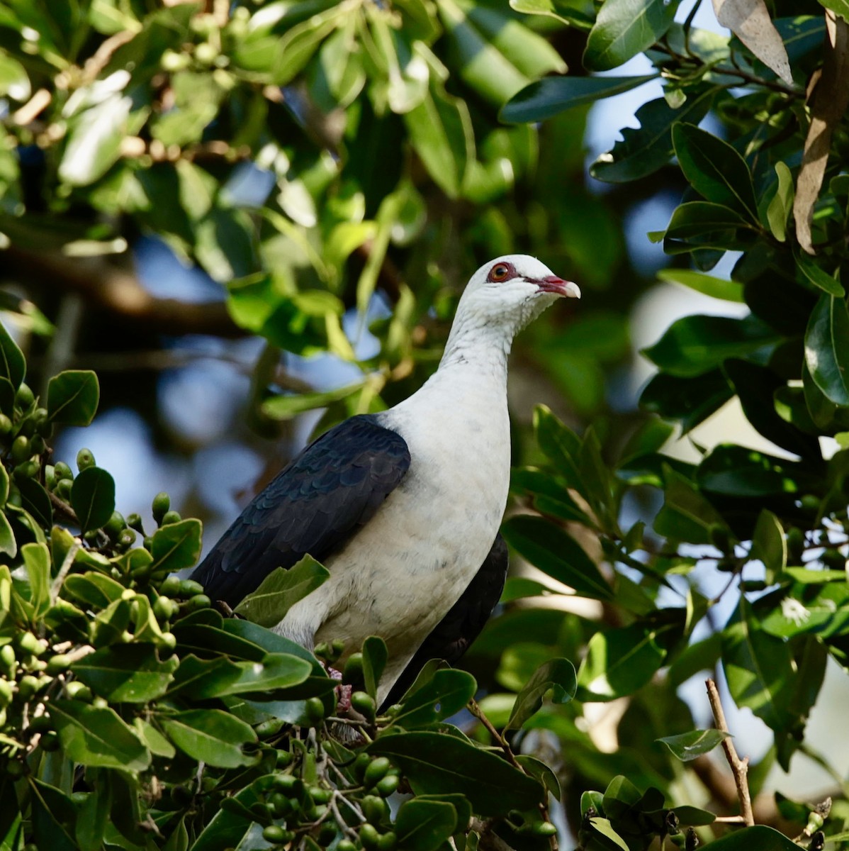 White-headed Pigeon - ML623004880