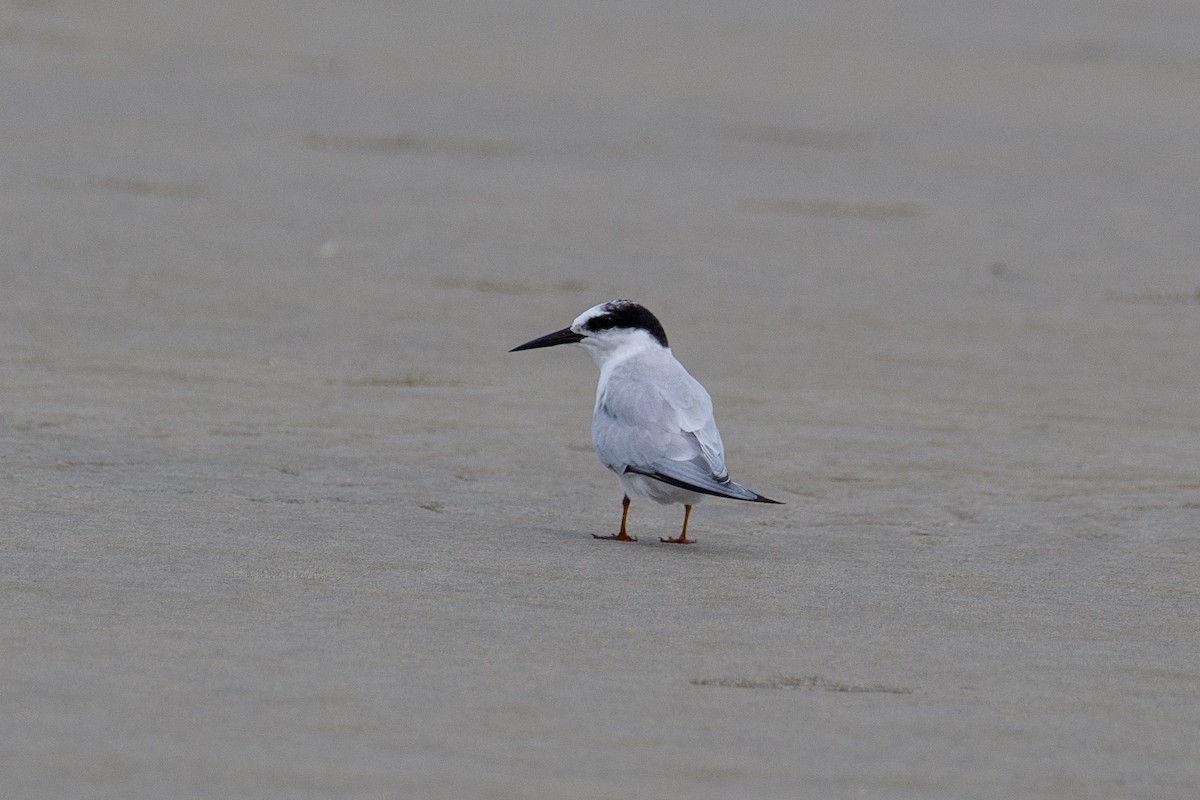 Little Tern - ML623004900