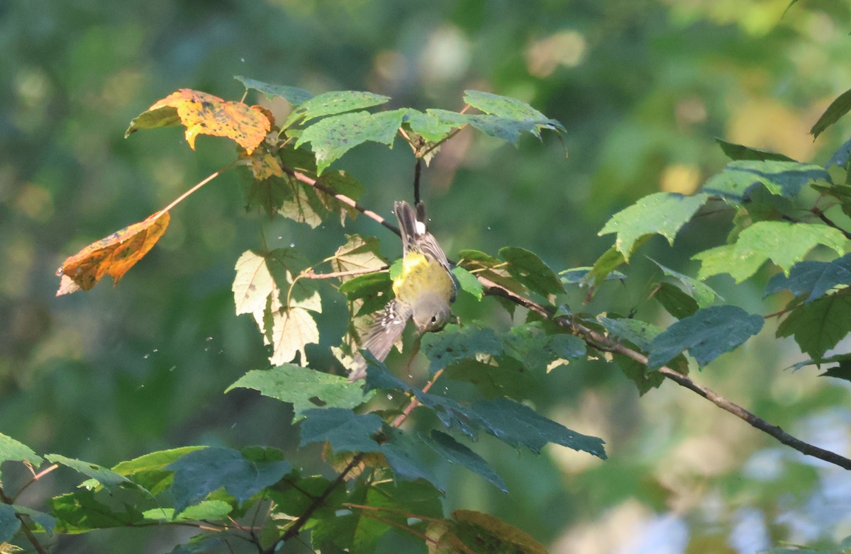 Magnolia Warbler - Mathias Bitter